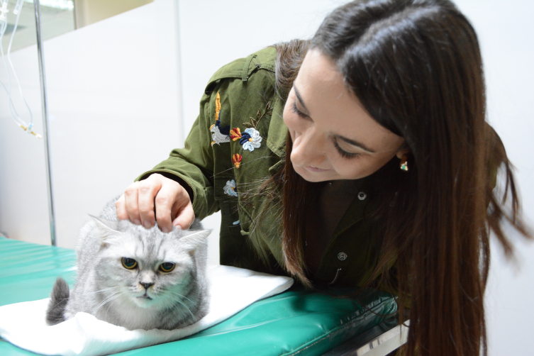 Sürekli hapşıran kedi sağlığına kavuştu