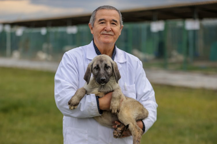 Akbaş ve kangalların gen kaynağı Karacabey'de korunuyor