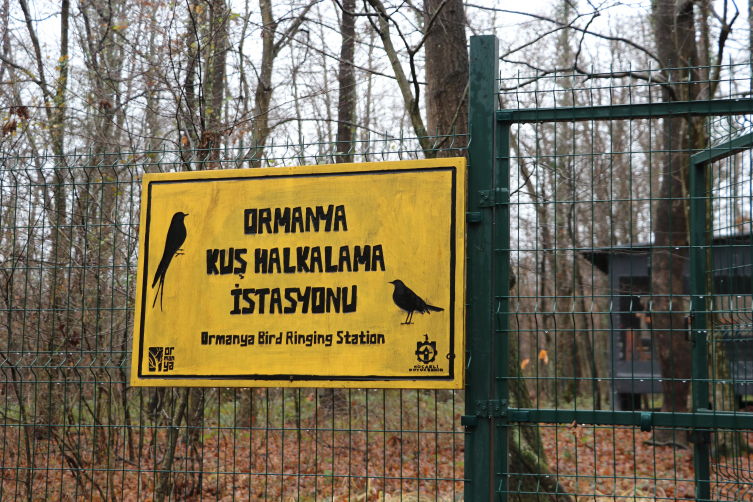 Ormanya'da kurulan istasyonda geçen yıl 1718 kuş halkalandı