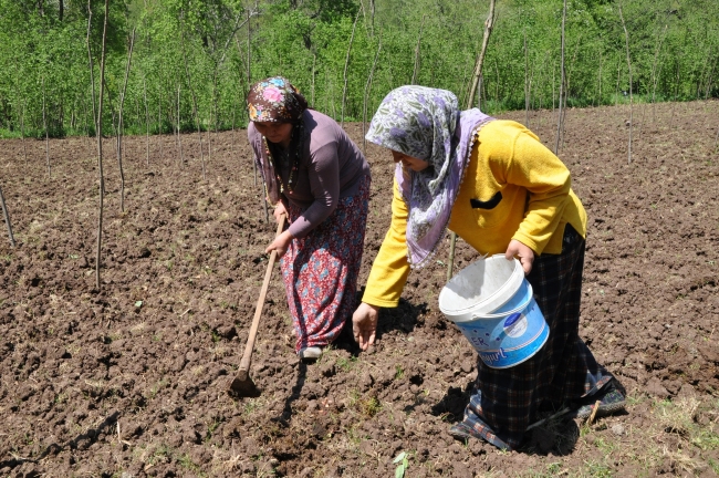 Asırlık çınarların memleketi koronavirüse de geçit vermedi