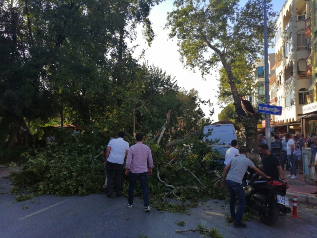 Ortadan ayrılan ağaç otomobilin üstüne devrildi