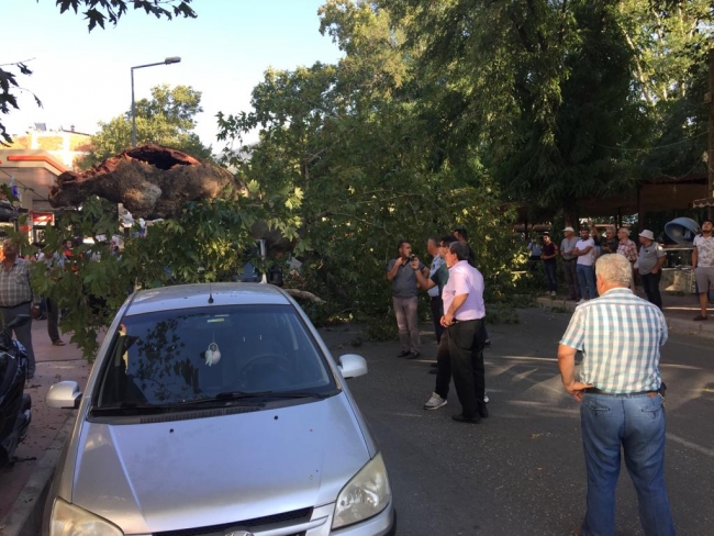 Ortadan ayrılan ağaç otomobilin üstüne devrildi