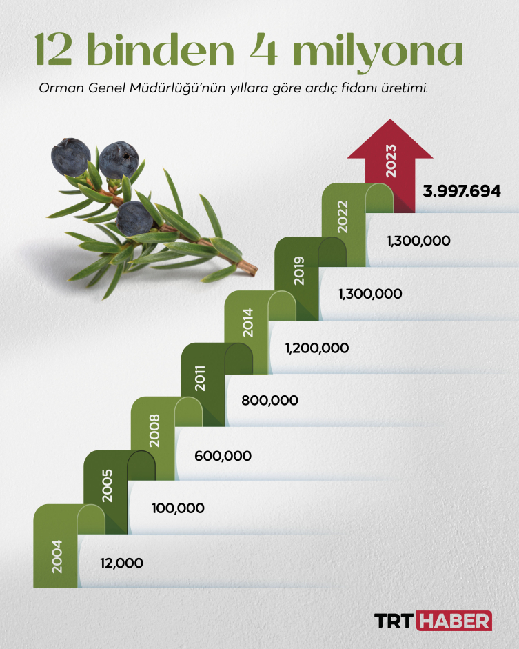 Mucize ağaç ardıcın üretimi 4 milyona dayandı