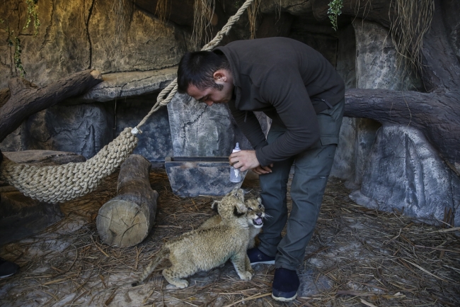 turkiye nin ilk aslan parki acildi