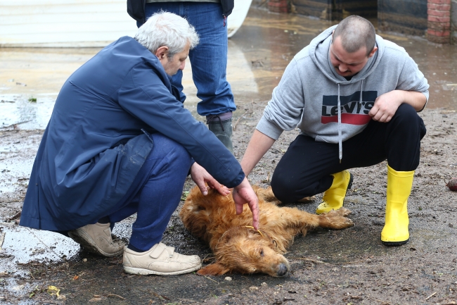 Beykoz'da selden kurtarılan "Leo" yaşam mücadelesi veriyor