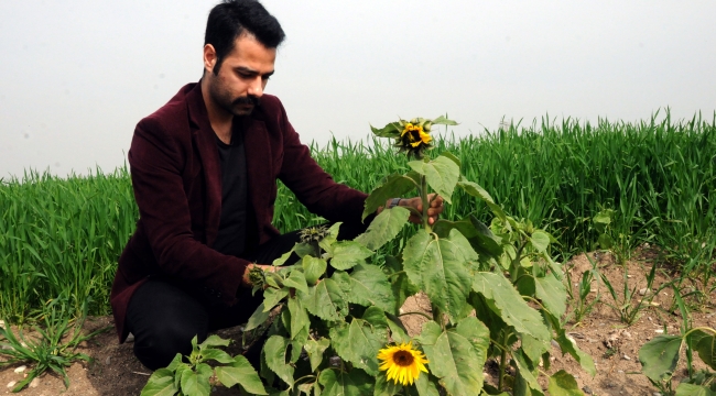 Osmaniye'de ayçiçeği erken açtı