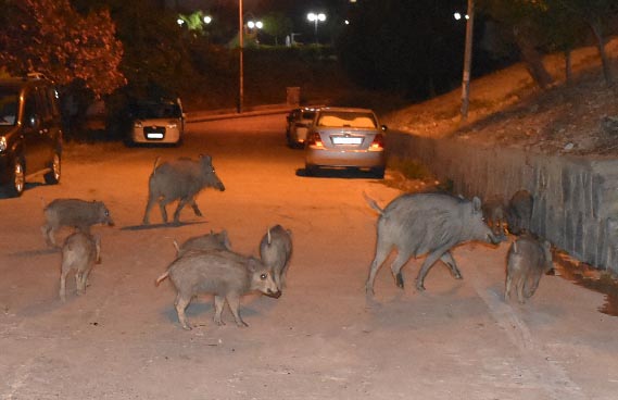 Domuz sürüsü Kuşadası ilçe merkezini mesken edindi