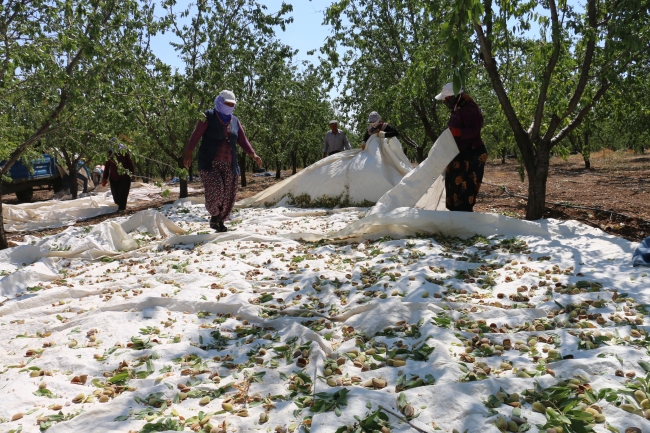 Adıyaman'da badem hasadı başladı