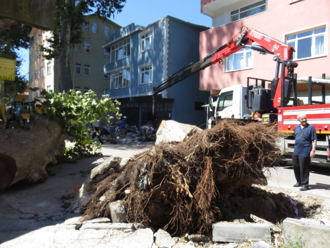 Beykoz'da dev çınar ağacı binanın üzerine devrildi