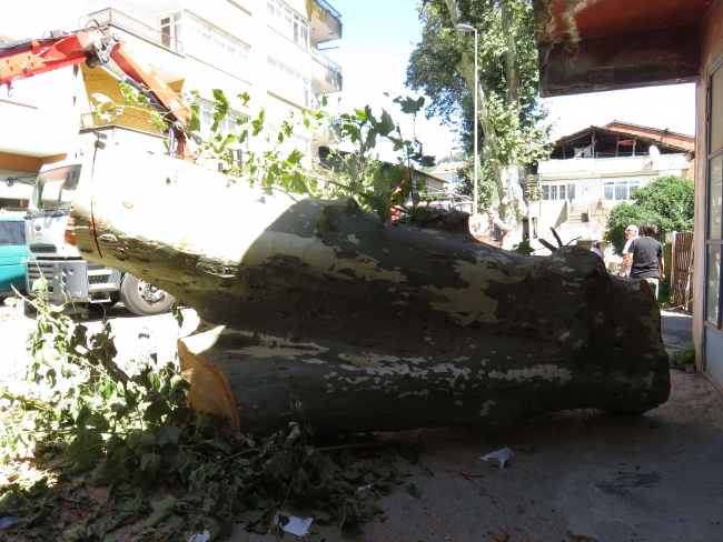 Beykoz'da dev çınar ağacı binanın üzerine devrildi