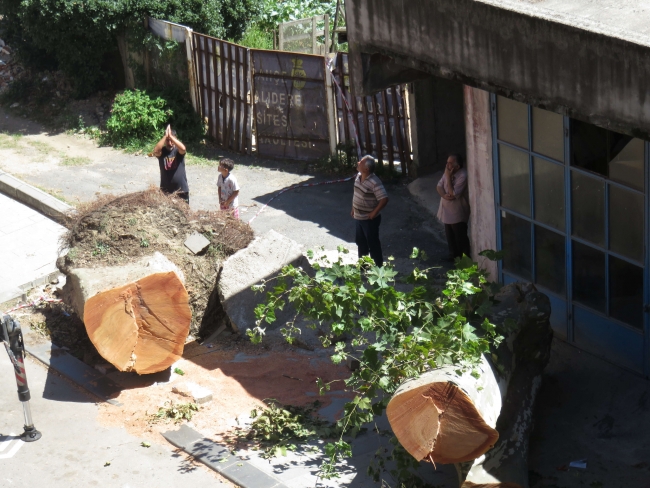 Beykoz'da dev çınar ağacı binanın üzerine devrildi