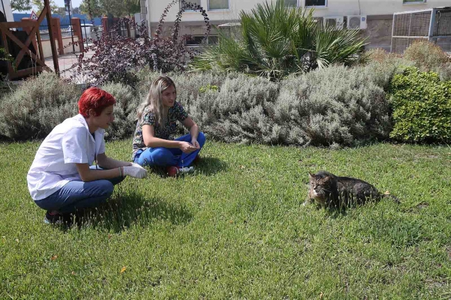 19 kiloluk kedi tedaviyle zayıflayacak