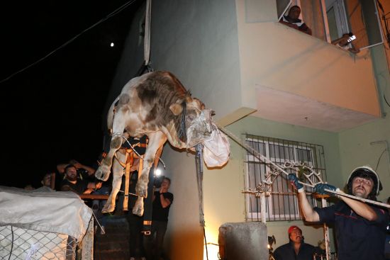 650 kiloluk kurbanlık boğa havalandırma boşluğuna düştü