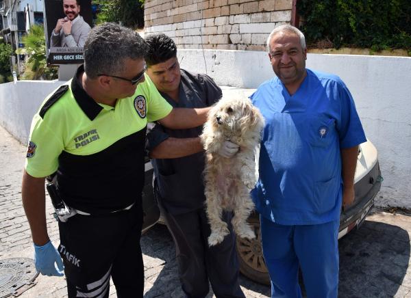 Polis ve belediye ekipleri köpeklerin imdadına yetişti