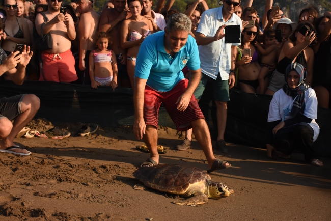 Tedavisi tamamlanan caretta carettalar denizle buluştu