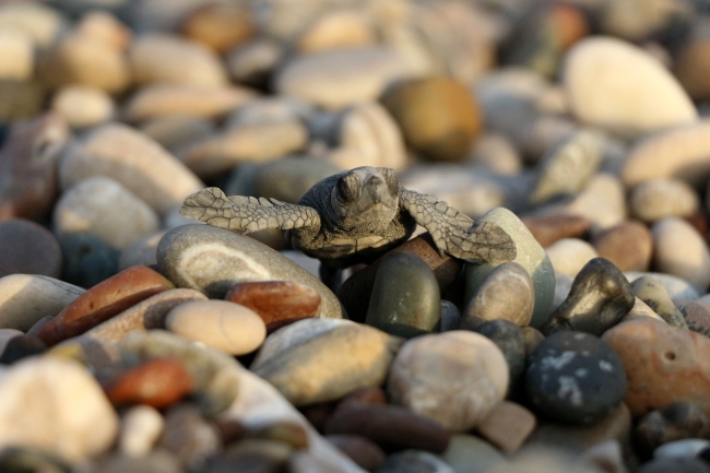 İklim değişikliği caretta carettaları tehdit ediyor