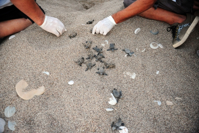 İklim değişikliği caretta carettaları tehdit ediyor