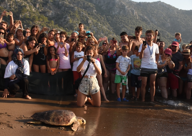 Tedavisi tamamlanan caretta carettalar denizle buluştu