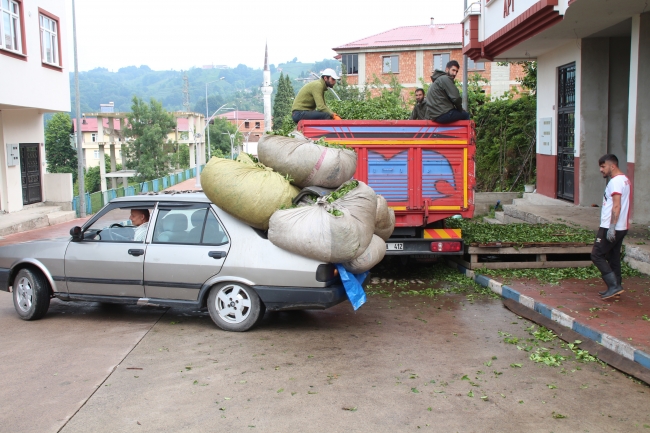 Otomobiller çay hasadında kamyona dönüşüyor