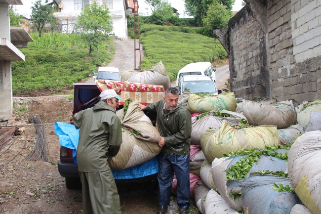 Otomobiller çay hasadında kamyona dönüşüyor