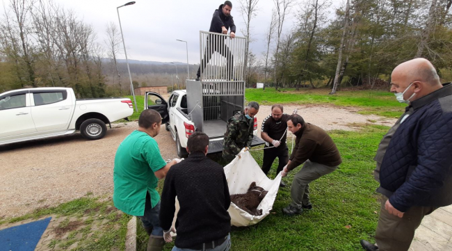 Kazada ağır yaralanan bozayı tedavi edilerek doğaya bırakıldı