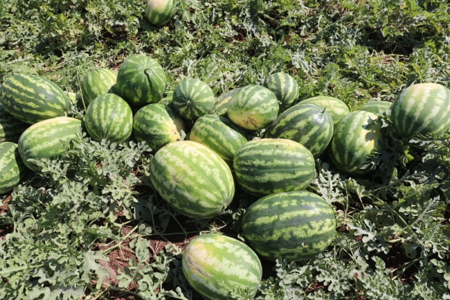 Diyarbakır karpuzunda hasat başladı, çiftçinin yüzü gülüyor