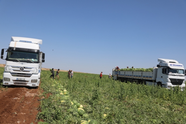 Diyarbakır karpuzunda hasat başladı, çiftçinin yüzü gülüyor