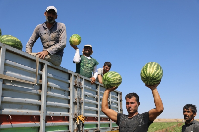 Diyarbakır karpuzunda hasat başladı, çiftçinin yüzü gülüyor