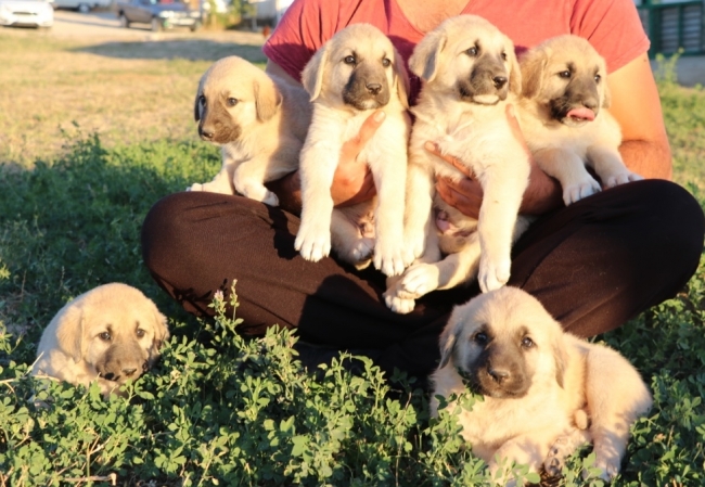 İtalya'da kurt saldırılarına karşı Kangal köpeği önerisi