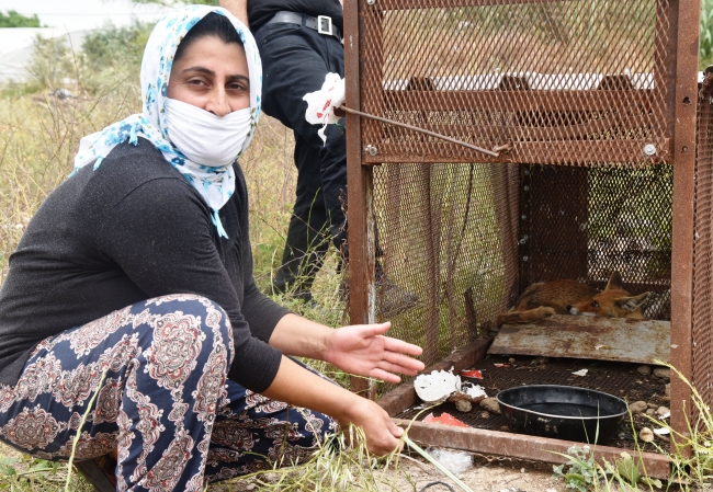 150 tavuğunu telef eden tilkiyi özel düzenekle yakaladı