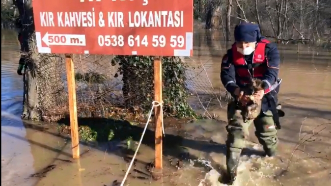 AFAD ekipleri selde mahsur kalan yavru köpekleri kurtardı