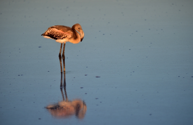 Tuz Gölü'nde yavru flamingo ölümleri