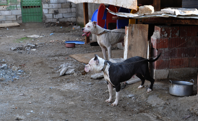 Terk edilen 10 pitbull barınağa alındı