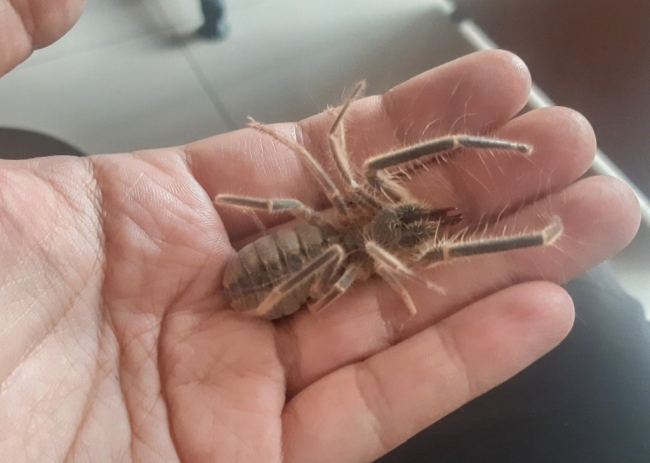 Hakkari'de yeni böğ türü görüldü