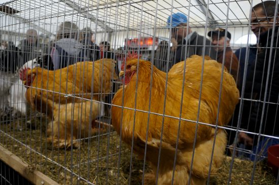 Bu tavuk ve horozlar fiyatıyla ilgi odağı oldu