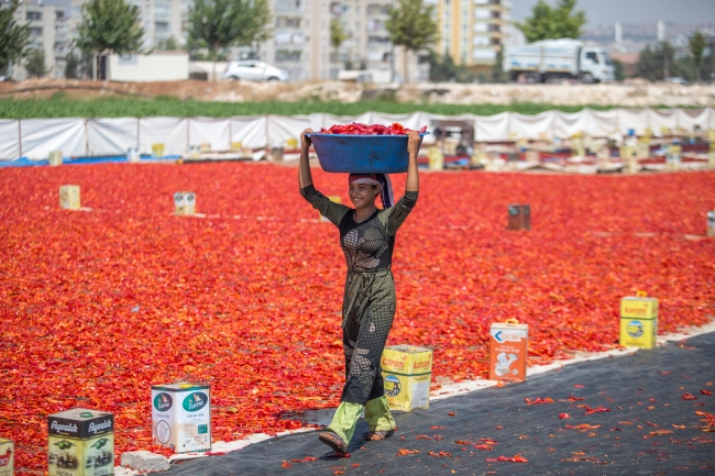 Tarladan sofraya isotun "acı" yolculuğu