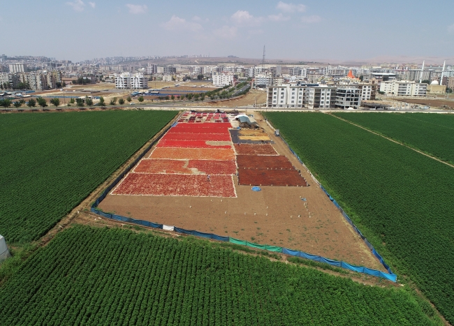 Tarladan sofraya isotun "acı" yolculuğu