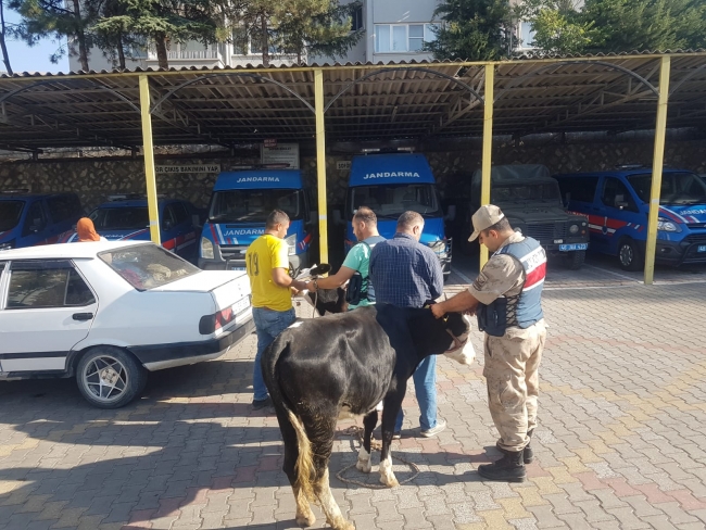 Jandarmadan kaçan otomobillerden 2 çalıntı inek çıktı