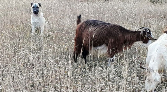 Yavru kangal, kaybolan keçileri bulup sahibine teslim etti