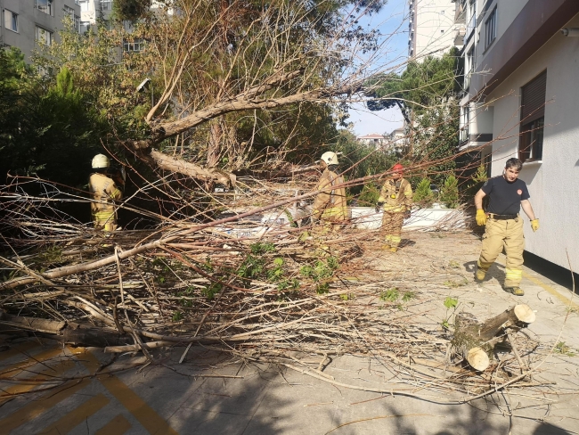 Park halindeki aracın üzerine ağaç devrildi