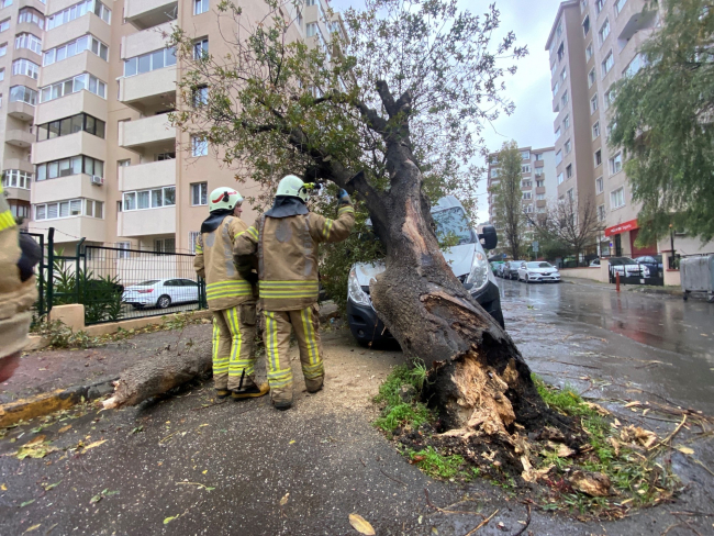 İstanbul'da servis aracının üzerine ağaç devrildi