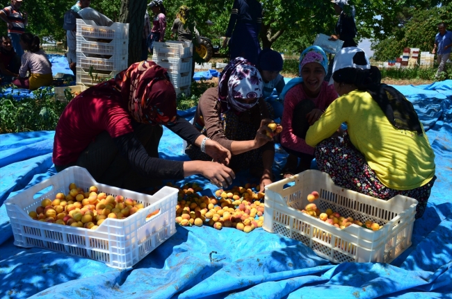 Üretici "hasarlı" kayısıyı kurutmaya başlayınca fiyat yükseldi