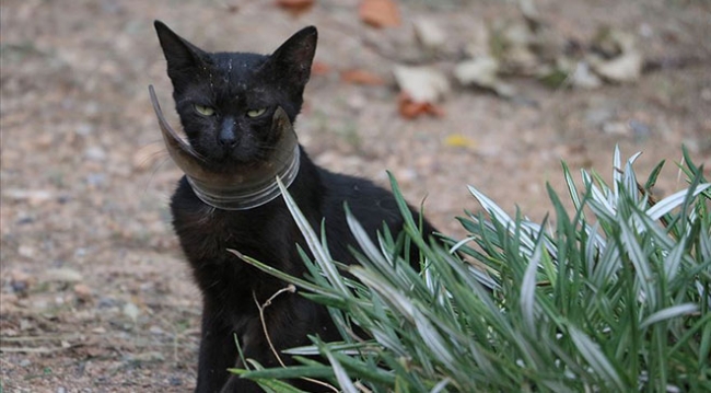 Boynuna kavanoz parçası takılan inatçı kedi yakalandı