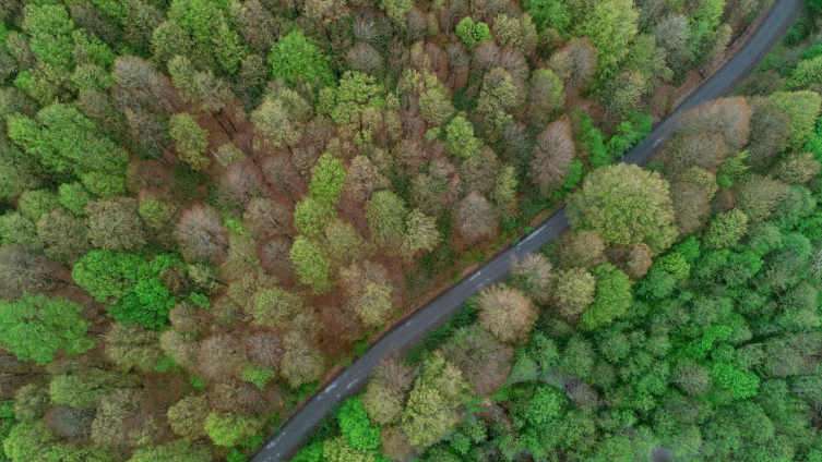 Ormansız şehirler sıcaklıkların daha çok hissedilmesine yol açıyor