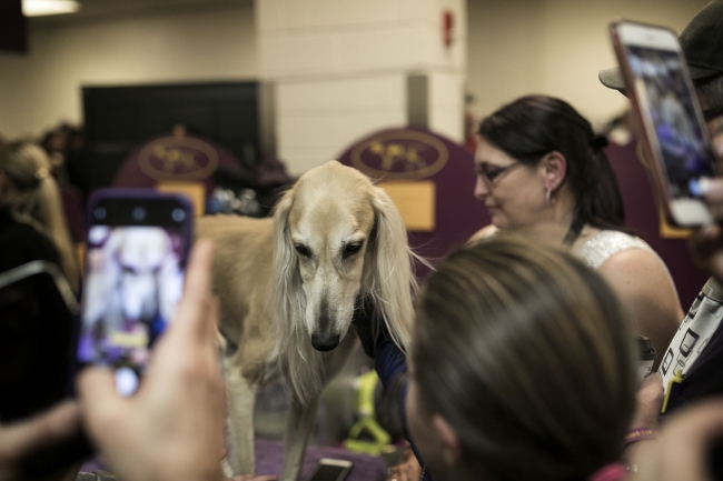 New York'ta 142.'si düzenlenen köpek şov başladı