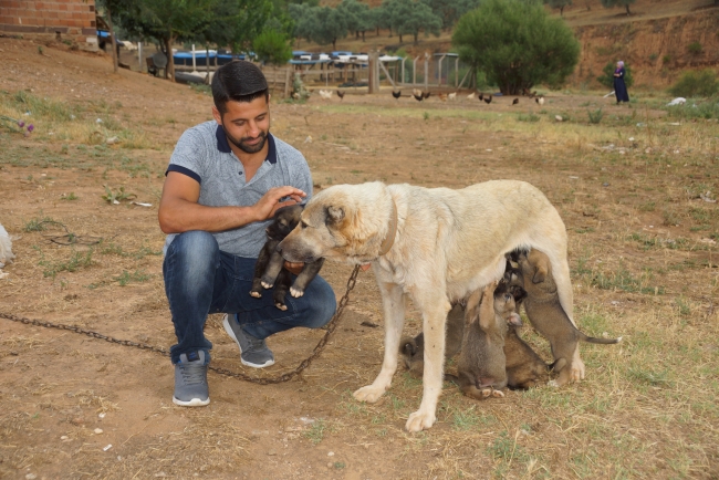 Yavru köpekleri selden kurtardı, suni teneffüsle hayata döndürdü