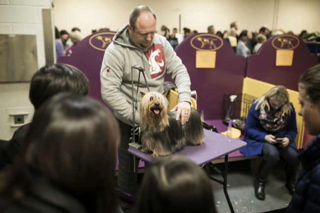 New York'ta 142.'si düzenlenen köpek şov başladı