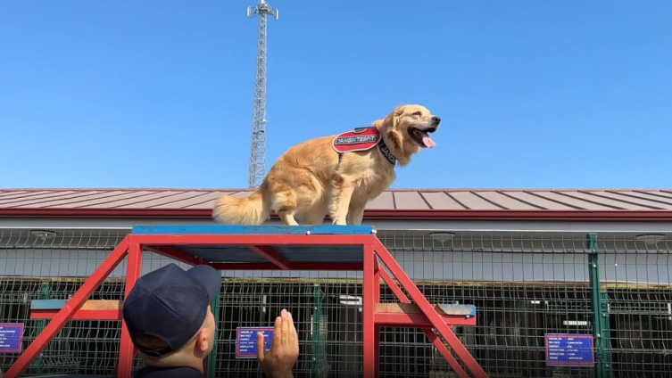 yangın tespit köpeği aa