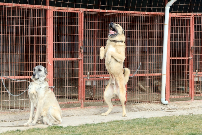 Dünyada kendisini kanıtlamış en iyi sürü koruma köpek cinsleri Çankırı'da yetişiyor