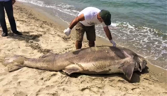 Kuşadası'nda sahile ölü köpek balığı vurdu